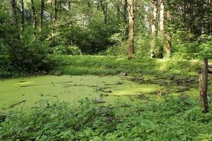 torr död- träd i våtmarks grön träsk i skog med rot och strömma vatten på sommar dag. ren natur, klimat, årstider, regnskog. ekologi, ekosystem, miljö- bevarande begrepp. närbild foto