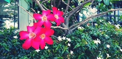 röd azalea, adenium eller öken- reste sig blomning med suddig grön löv och vit blomma bakgrund och kopia Plats. färsk röd blomma i trädgård parkera. skönhet av flora och naturlig tapet i årgång tona foto