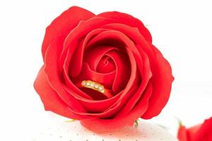 närbild röda rosor och guldringar på vitt foto