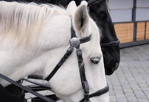 närbild av hästens öga med vit ögonfransar. porträtt av en vit häst med en tygla på de munkorg, av Utrustning och sele bärs på de hästens huvud för kontrollera. boskap och häst liv. foto