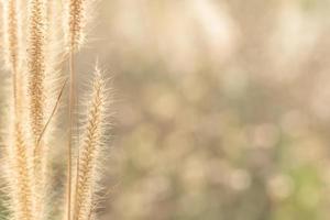 naturlig bokeh bakgrund foto