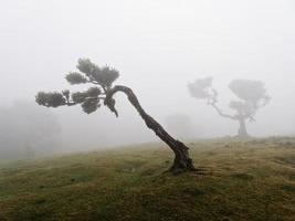 magisk dimmig skog och lagerträd med ovanliga former orsakade av hård vind och miljö. resa världen runt. hårda vindar, moln och dimma. sagoplats. laurisilva av madeira unesco portugal. foto