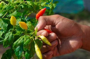 stängd upp hand plockning chili i asiatisk bruka foto