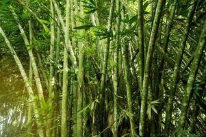 asiatisk bambu skog med morgon- solljus. foto