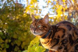 ung skön bengal katt på ett höst promenad bland de gul höst lövverk foto