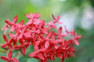 Fantastisk röd blommor på natur bakgrund foto