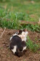 svart och vit katt med grön ögon sitter på de jord och utseende in i de ram. fluffig katt på de gata. fri och gata katt förbi de gräs foto