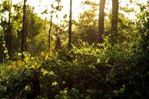 grön vegetation i gyllene solljus foto