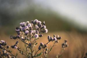 en fluga landar på lila klusterblommor foto