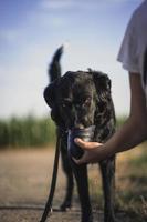 person som håller kopp vatten för svart kortbelagd stor hund foto