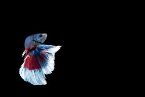halvmån bettafisk med blå och röda ränder foto