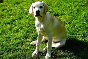 kort överdragen britisch labrador retriever 4 månad gammal foto