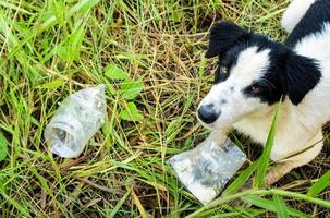 hund som äter mat i plastpåse foto