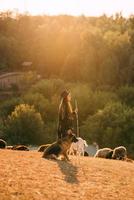 kvinna herde med en hund betar en flock på de gräsmatta foto