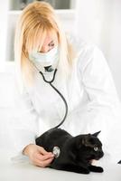 veterinär granskning en inhemsk katt foto