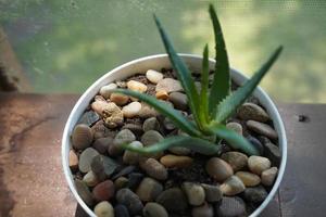 aloe vera i en blomkruka på grå tabell och grunge grå vägg bakgrund med kopia Plats. foto