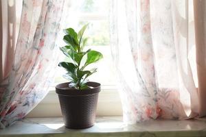 en fiol blad fikon eller ficus lyrata pott växt med stor, grön, skinande löv planterade i en vit pott Sammanträde på en ljus timmer golv isolerat på en ljus, vit bakgrund. foto