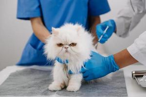 veterinär för behandla sjuk katter, upprätthålla djur- hälsa begrepp, djur- sjukhus foto