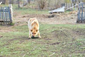 stor röd och herrelös hund utanför de stad äter från en skål på de gata. matning hemlös djur foto