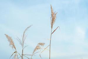 öron av vete mot de blå himmel. phragmites mot de himmel. vass lager, vass frön. gyllene vass gräs i de falla i de Sol. abstrakt naturlig bakgrund. skön mönster med neutral färger. foto