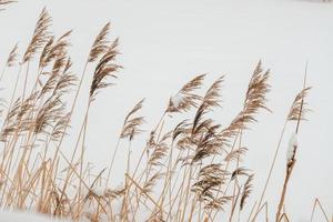 pampas gräs utomhus i ljus pastell färger, mot de bakgrund av snö foto