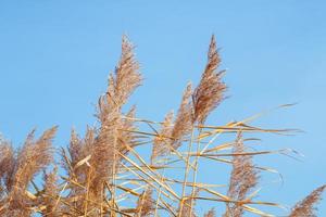 öron av vete mot de blå himmel. phragmites mot de himmel. vass lager, vass frön. gyllene vass gräs i de falla i de Sol. foto