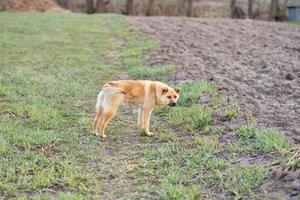 stor röd och herrelös hund utanför de stad. hund ser på de kamera foto