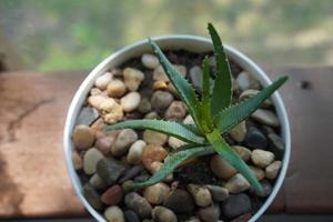 aloe vera i en blomkruka på grå tabell och grunge grå vägg bakgrund med kopia Plats. foto