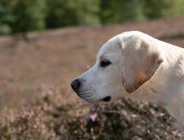 kort överdragen britisch labrador retriever 4 månad gammal foto