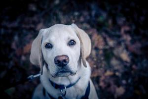 kort överdragen britisch labrador retriever 4 månad gammal foto