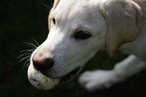 kort överdragen britisch labrador retriever 4 månad gammal foto