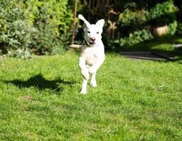 kort överdragen britisch labrador retriever 4 månad gammal foto