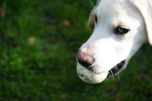 kort överdragen britisch labrador retriever 4 månad gammal foto