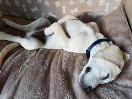 kort överdragen britisch labrador retriever 4 månad gammal foto