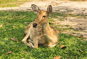 burmesiska pannabett rådjur, eld s rådjur, thailand foto