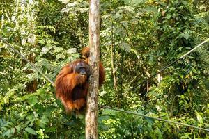 kvinna orangutang Sammanträde på en träd och äter frukt foto