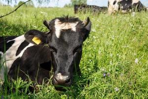 huvud av en ko. en svart och vit ko lögner i de gräs. foto