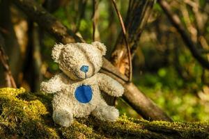 vit teddy Björn med en blå näsa sitter på en träd med mossa i de skog foto