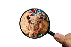 svärm av flugor på de näsa av en kamel, de huvud av en kamel, se genom en förstorande glas på en vit bakgrund, förstorande glas i hand foto