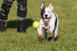 amerikansk bulldogg som kör efter boll foto