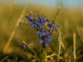 lila blommor i ett fält foto