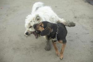 hundar bekämpa. husdjur spela. hund bita. djur- aggression. foto