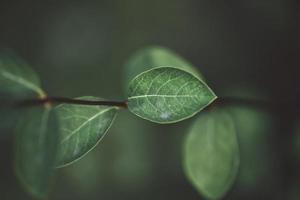 närbild av gröna blad foto