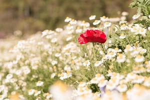 skön röd vallmo är Centrum av suddig vit blommor foto