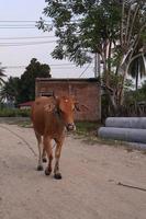 ko i de fält. bali nötkreatur är nötkreatur ursprung från bali, indonesien foto