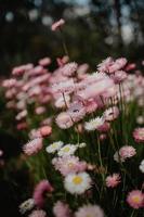närbild av rosa och vita blommor