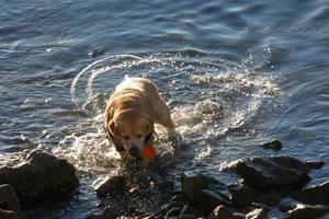 hund spelar och badning i de hav i de tidigt morgon- timmar. foto