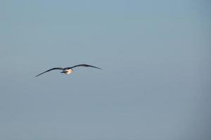 vild seagulls i natur längs de klippor av de katalansk costa brava, medelhavs, Spanien. foto