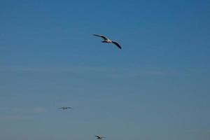 vild seagulls i natur längs de klippor av de katalansk costa brava, medelhavs, Spanien. foto