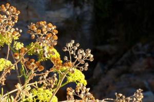 medelhavs vegetation under de sommar säsong i de catalonia område foto